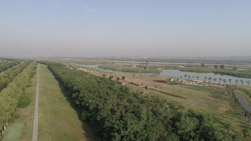渭河右岸堤顶绿化工程